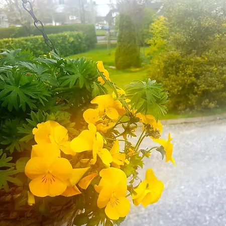 ベッド・アンド・ブレックファスト Ely House